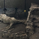 Illustration for article titled Horse Skeleton With Saddle and Harness Still Attached Uncovered at Pompeii
